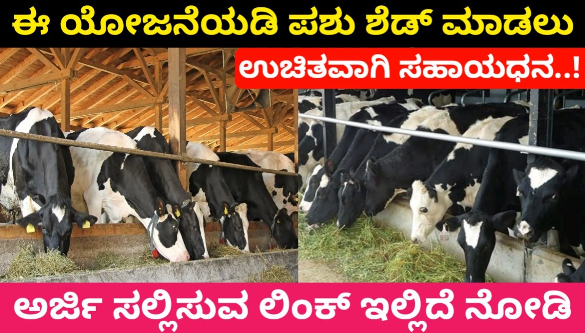 Cattle Shed Scheme Karnataka 2024 : ಈ ಯೋಜನೆಯಡಿ ಪಶು ಶೆಡ್ ಮಾಡಲು ಉಚಿತವಾಗಿ ಸಹಾಯಧನ..! ಅರ್ಜಿ ಸಲ್ಲಿಸುವ ಲಿಂಕ್ ಇಲ್ಲಿದೆ ನೋಡಿ Free